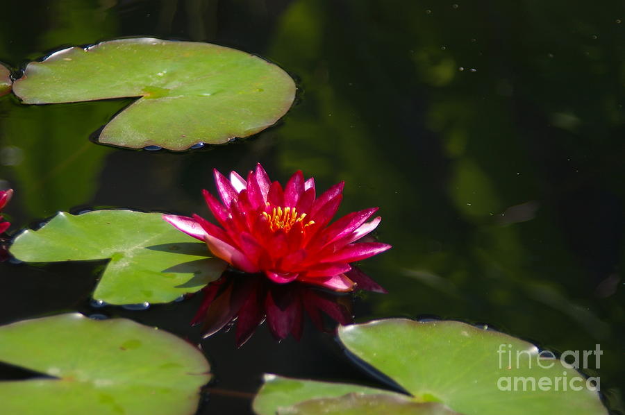 Red, Magenta and Yellow Lotus Waterlily Flower Photograph by Jackie Irwin