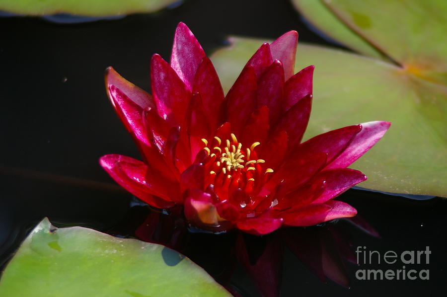 Red Magenta Lotus Waterlily Photograph by Jackie Irwin