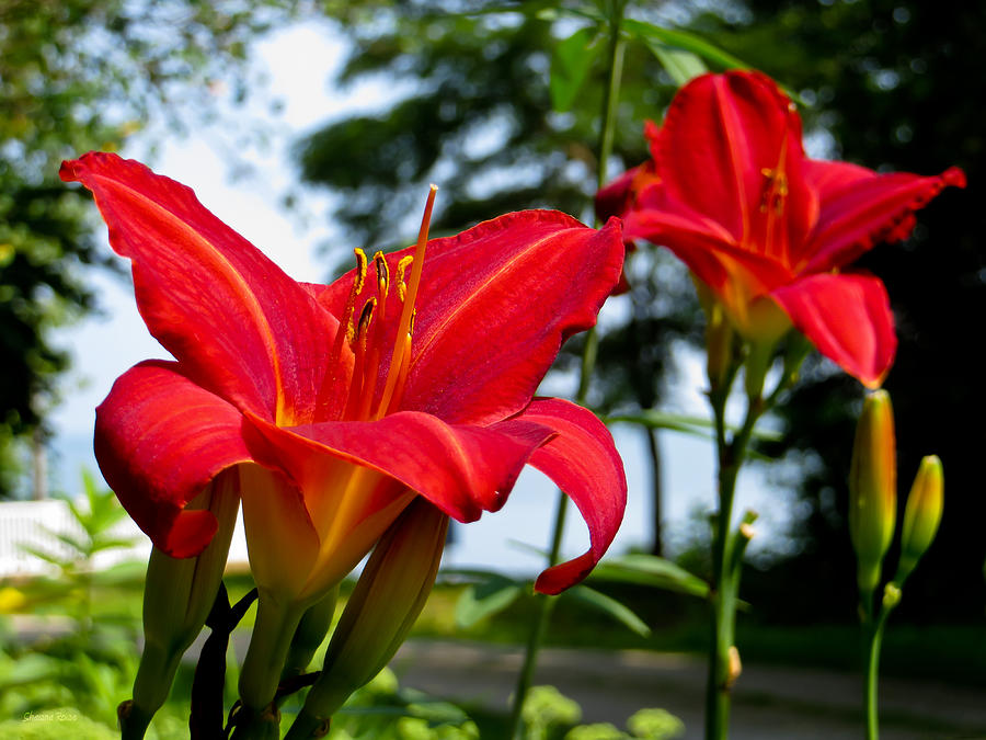 Red Magic Daylilies Photograph by Shawna Rowe