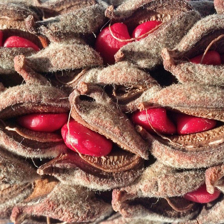 Magnolia Movie Photograph - #red #magnolia #tree #seeds by The Texturologist