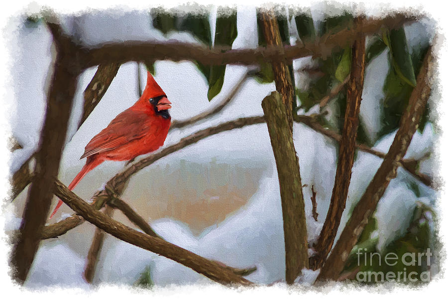 Red male cardinal in the rhododendron bush Photograph by Dan Friend