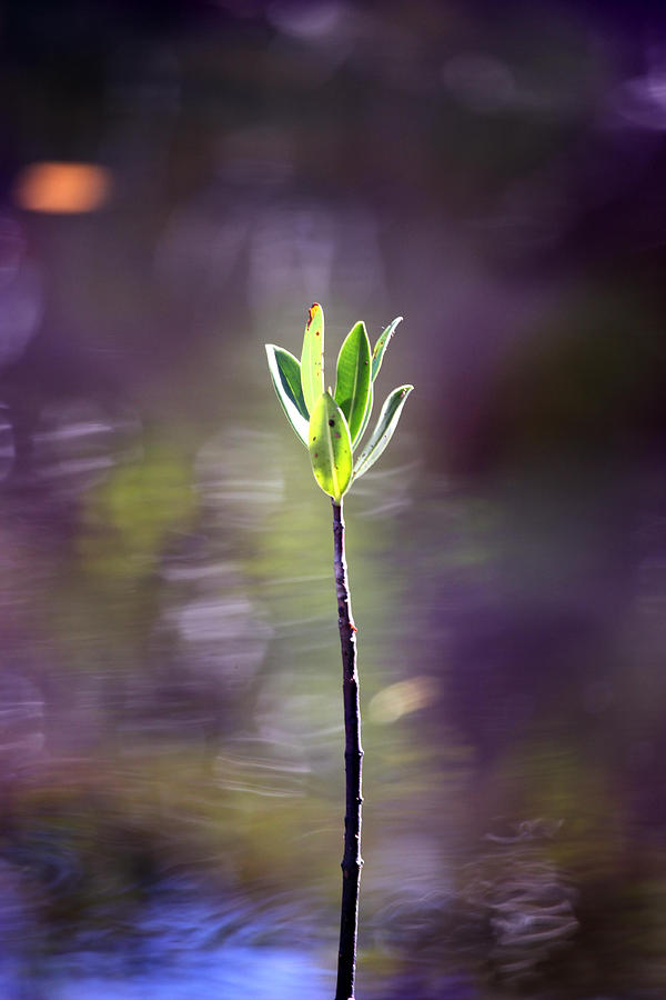 Red Mangrove Photograph by Joseph G Holland