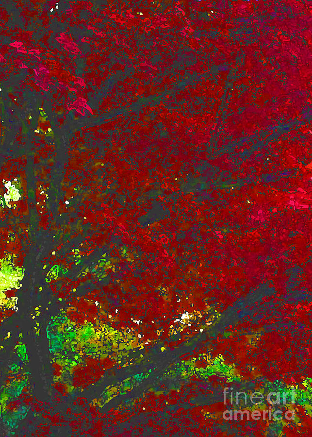 Red Maple 3 version 1 Photograph by Melissa A Benson