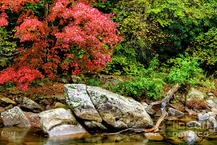 Red Maple along Williams River Photograph by Thomas R Fletcher