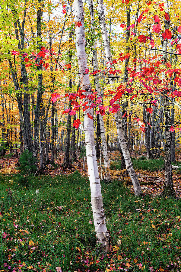 Red Maple and White Birch Trees Photograph by Dennis Kowalewski