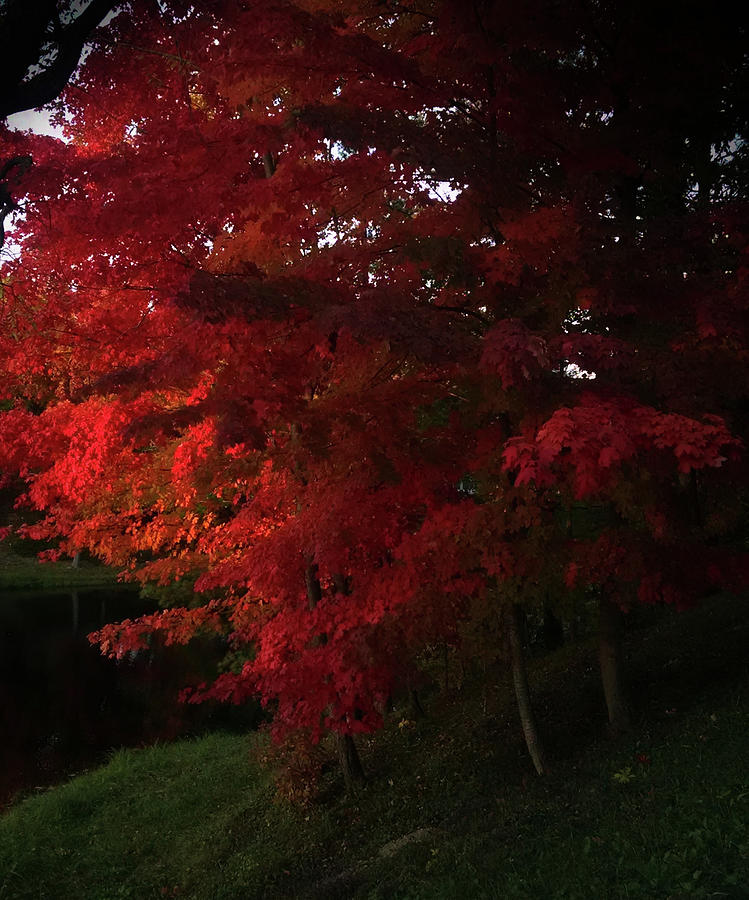 Red Maple at Sunset Photograph by George Harth