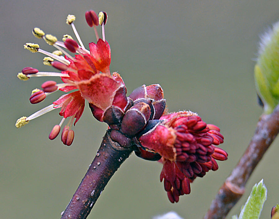 Red Maple Blossom Photograph by Jennifer Aiken