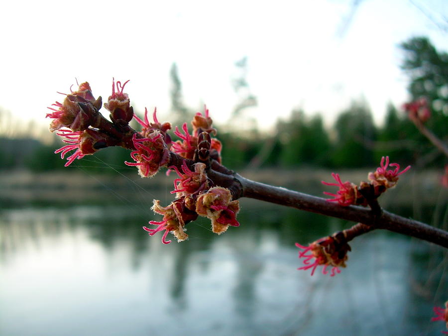 Red Maple Buds at Dawn Photograph by Kent Lorentzen