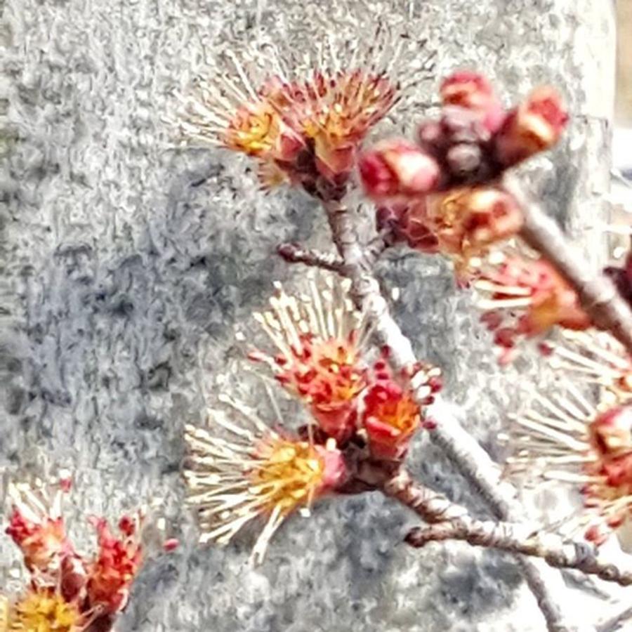 Spring Photograph - Red Maple Buds By Tammy Finnegan by Tammy Finnegan