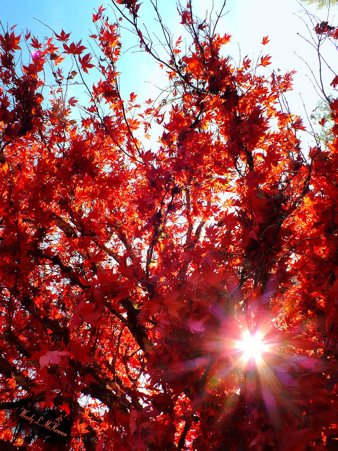 Red Maple Burst Photograph by Wendy McKennon