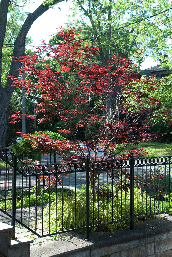 Red Maple Entrance Photograph by Ee Photography