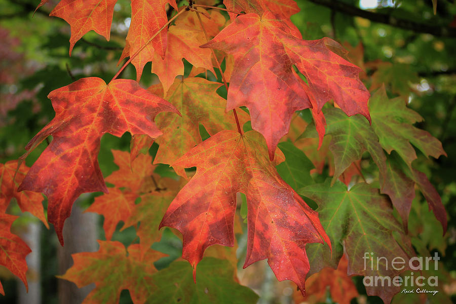 Red Maple Eye Magnets Fall Leaf Art Photograph by Reid Callaway