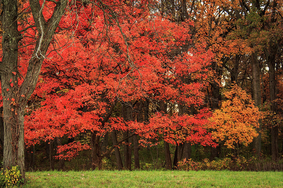 Red Maple Fall Display Photograph by Joni Eskridge