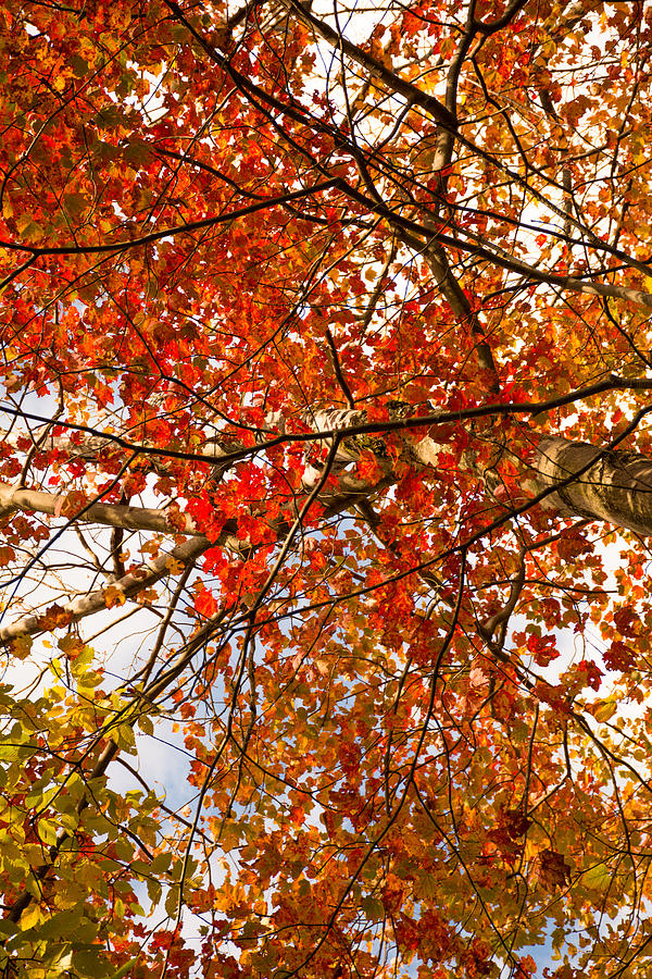 Red Maple foliage Photograph by P Madia - Fine Art America