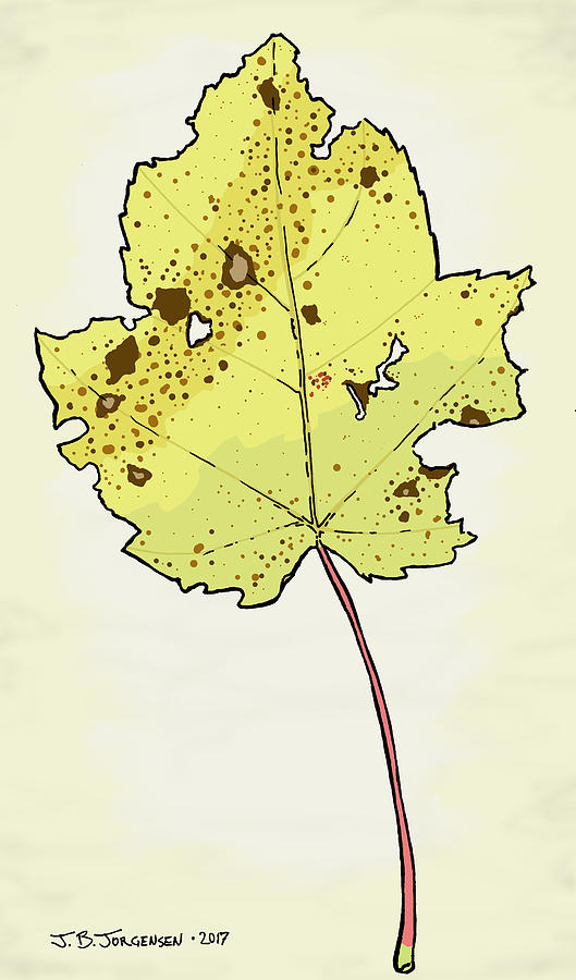 Red Maple Illustration Drawing by Jamie Jorgensen