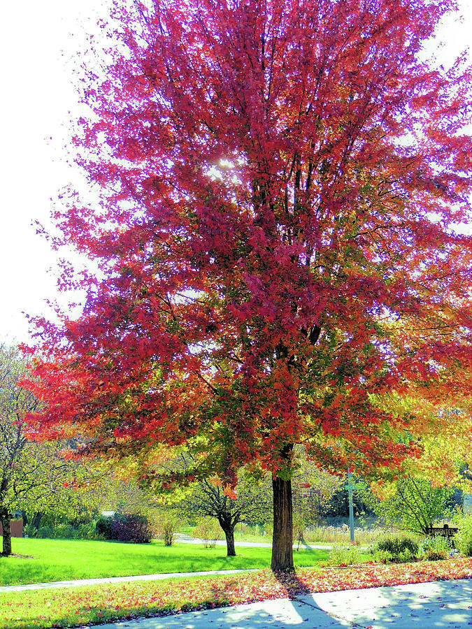 Red Maple In Full Color Photograph