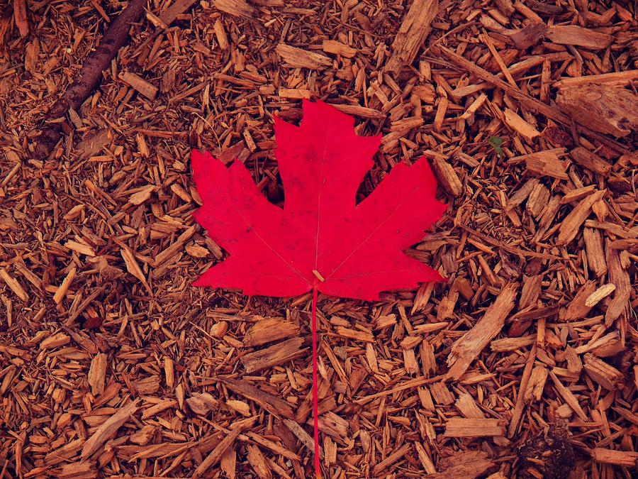 Nature Photograph - Red maple by Kayla Oshea