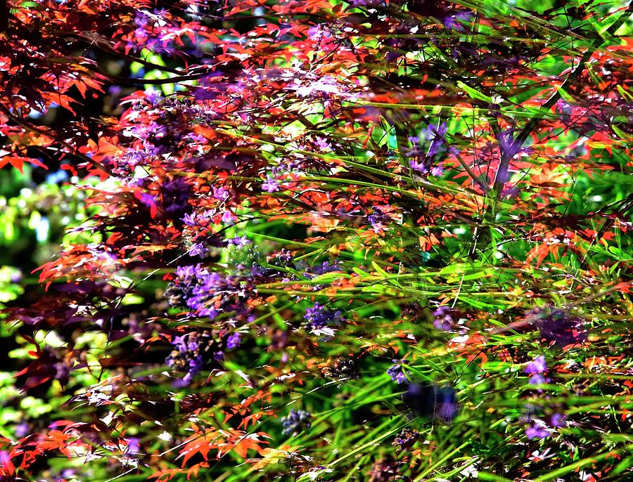 Red Maple Lavendar Photograph by Jerry Sodorff
