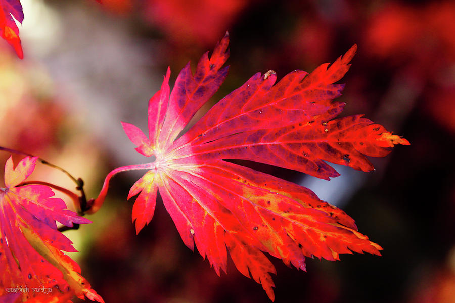 Red Maple Leaf Photograph by Aashish Vaidya