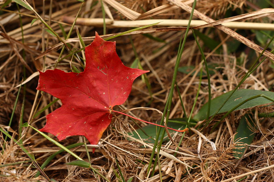 Red Maple Leaf Photograph by Angela Comperry
