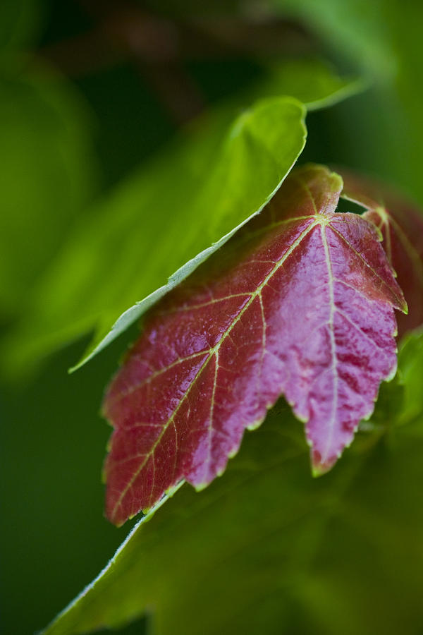 Red Maple Leaf Photograph by Bob Decker