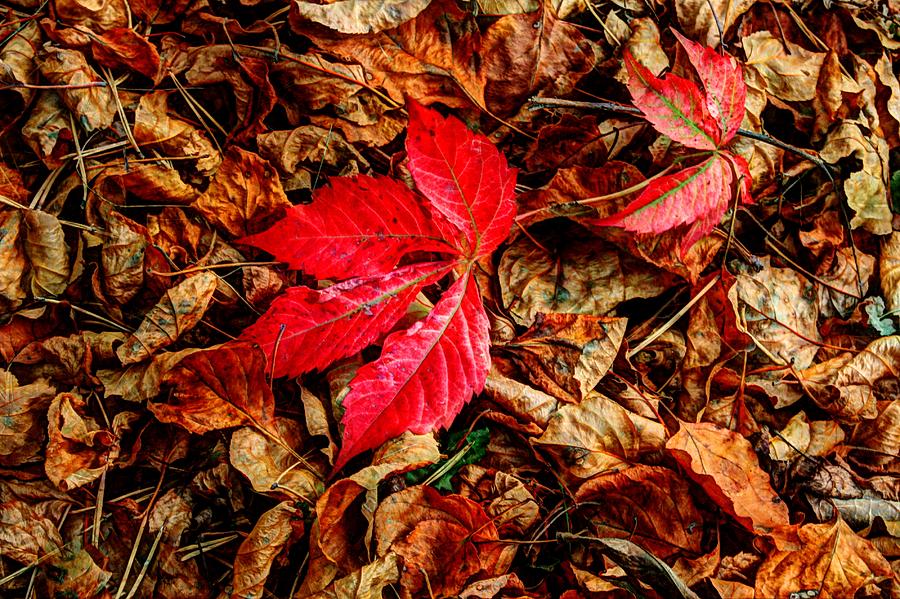 Red Maple leaf Photograph by David Matthews