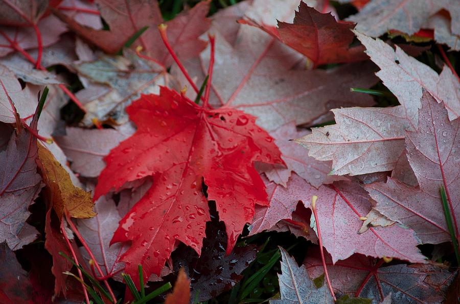 Red Maple Leaf  Photograph by Hella Buchheim