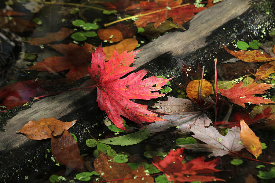 Red maple leaf in pond Photograph by Doris Potter