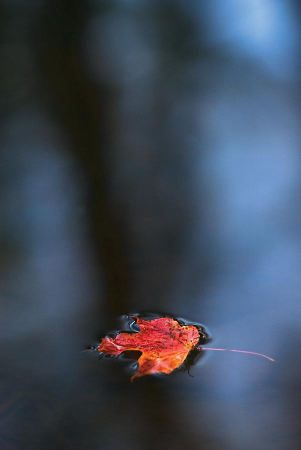 Red maple leaf in water Photograph by Steve Somerville