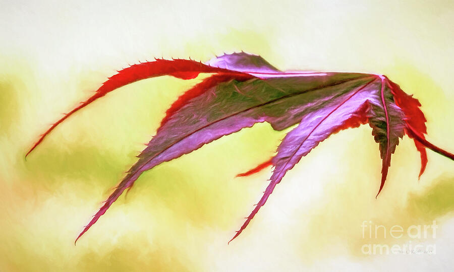 Fall Digital Art - Red Maple Leaf by Jean OKeeffe Macro Abundance Art