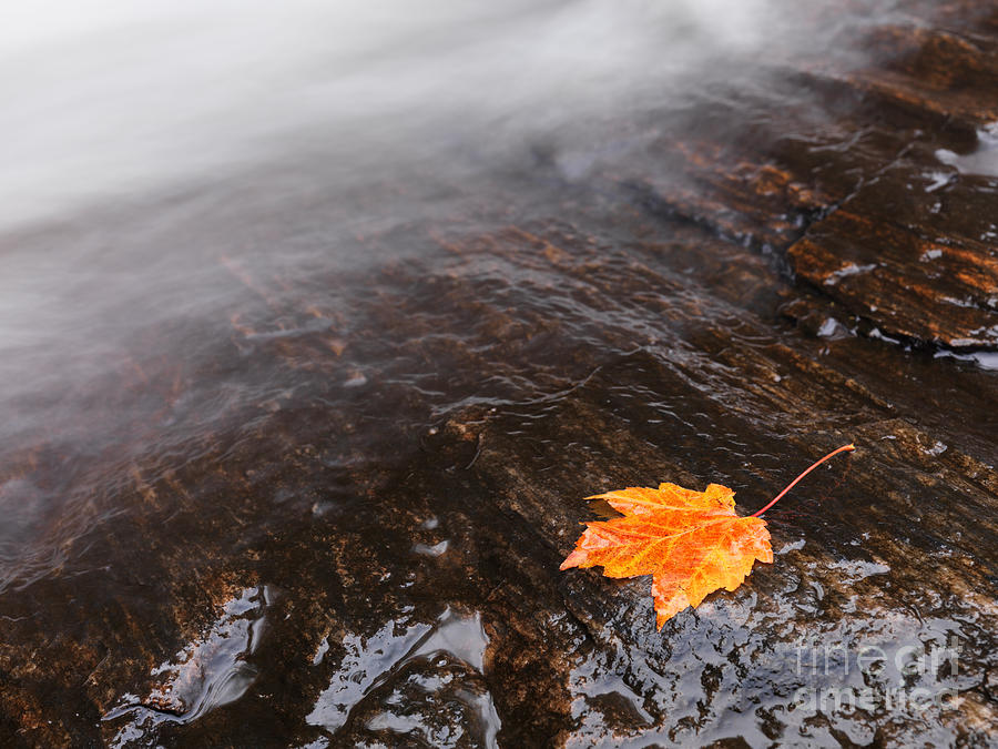 Fall Photograph - Red Maple Leaf Lying Close to Water Stream by Maxim Images Exquisite Prints