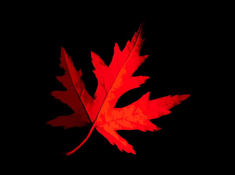 Red Maple Leaf On Black Background Photograph by Debra Lynch