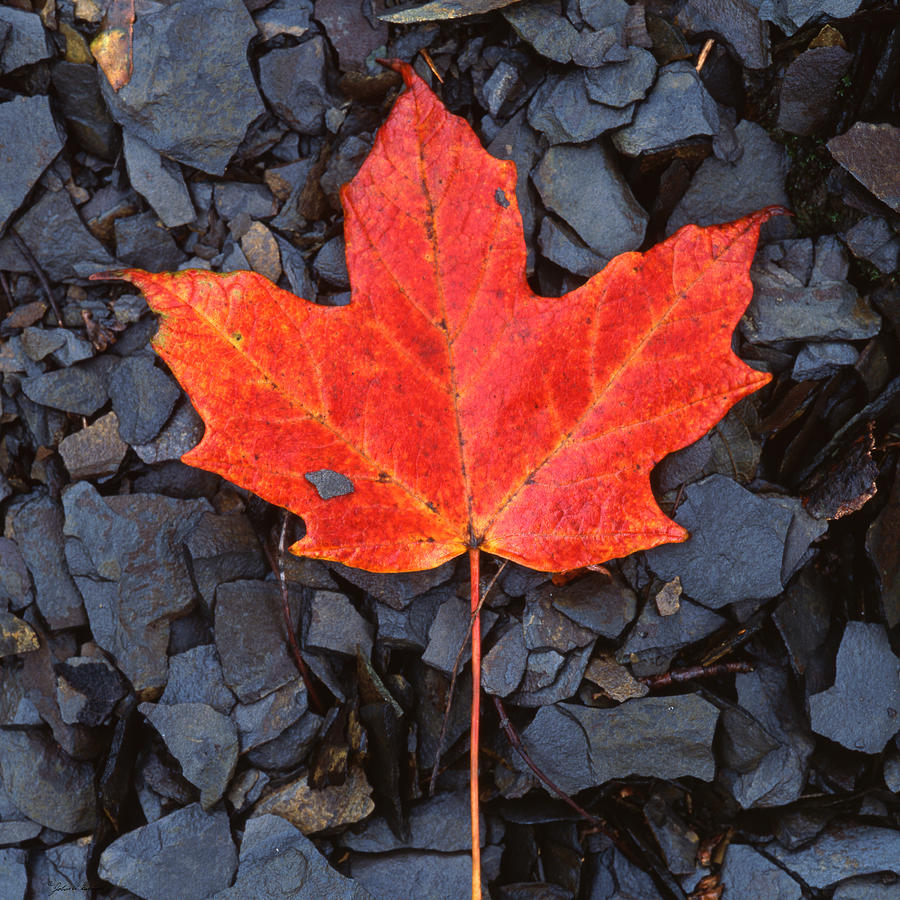 Red maple Leaf on Black Shale Photograph by John Harmon