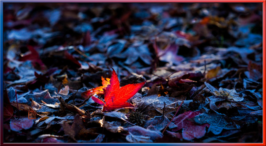 Red maple leaf on frosted autumn forest floor Photograph by Peter V Quenter