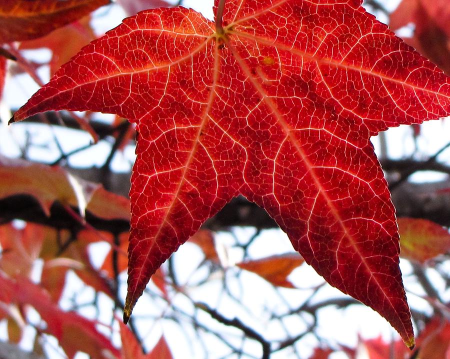 Red Maple Leaf Photograph by Tony Grider | Fine Art America