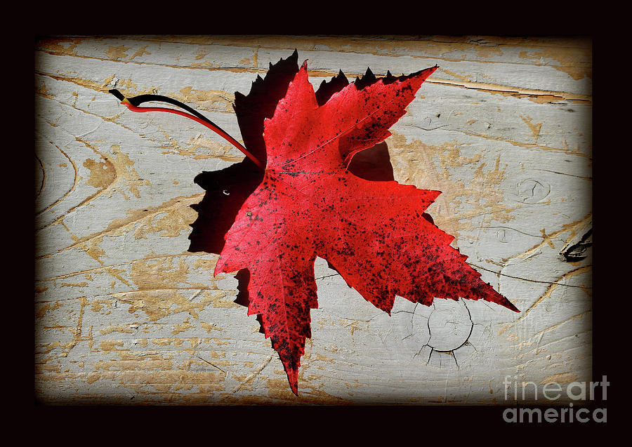 Red Maple Leaf with Black Border Photograph by Karen Adams