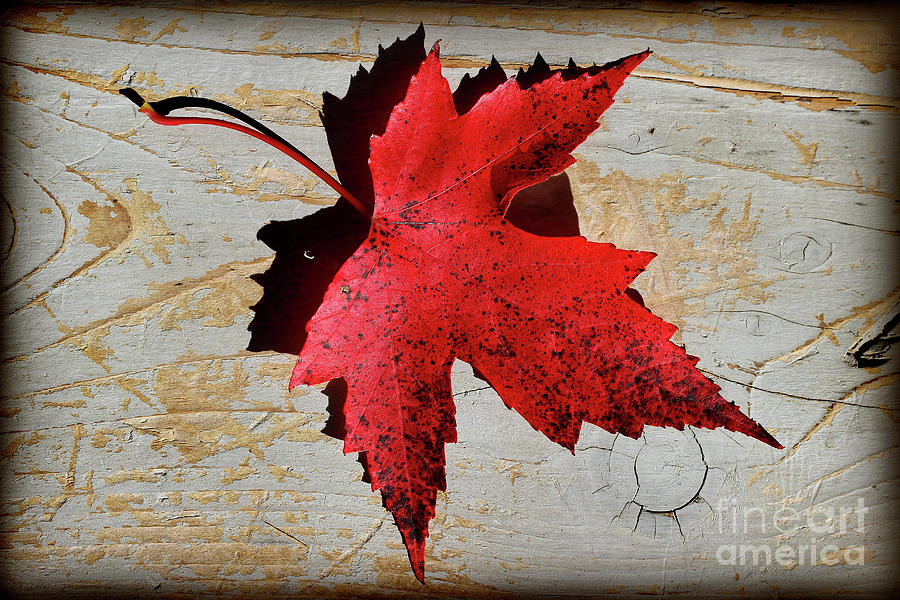 Red Maple Leaf with Burnt Edge Photograph by Karen Adams