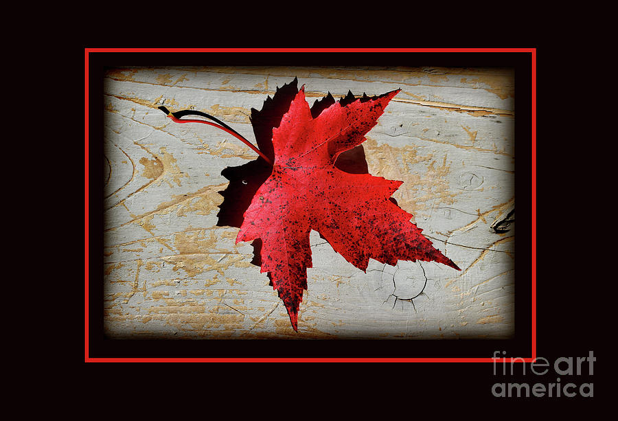 Red Maple Leaf with Red Border Photograph by Karen Adams