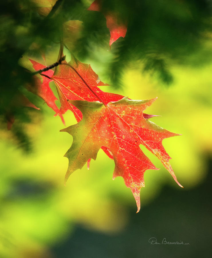 Red Maple Leaves 4983 Photograph