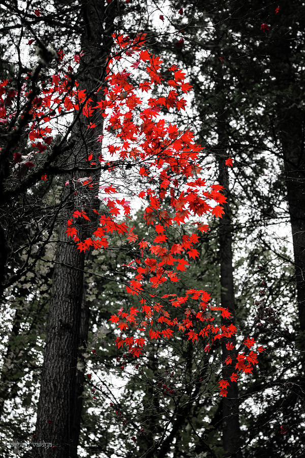 Red Maple Leaves Photograph by Aashish Vaidya