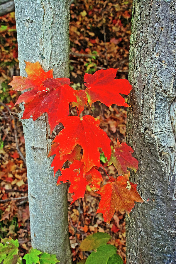 Red Maple Leaves between Trees along Rogue River Boardwalk in Rockford, Michigan  Photograph by Ruth Hager