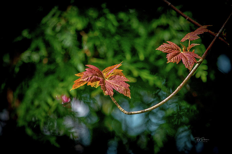 Red Maple Leaves Photograph by Bill Posner