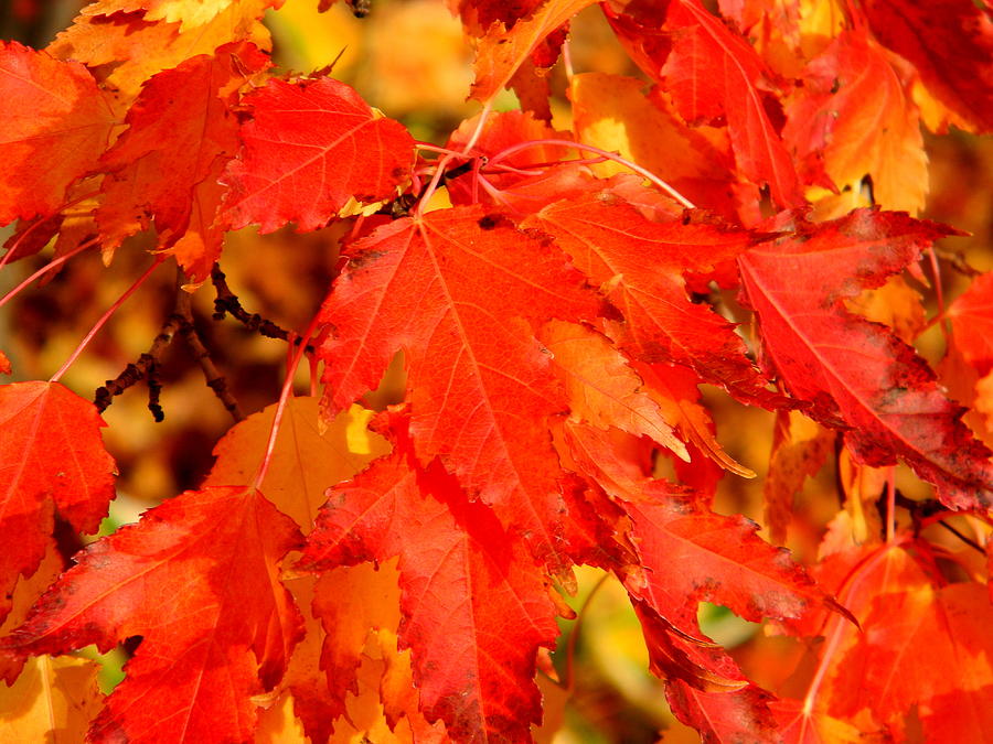 Red Maple Leaves in Fall Photograph by Brian Goodbar - Fine Art America