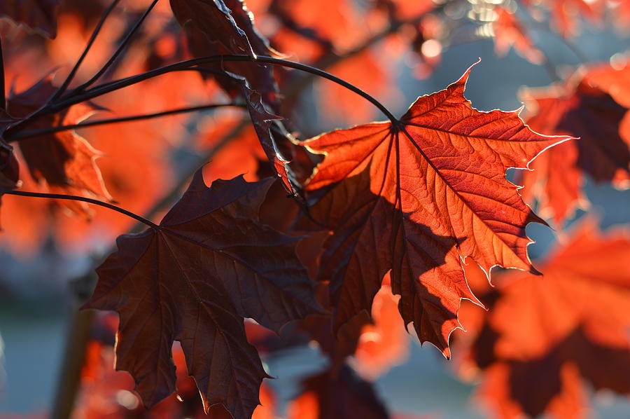 Red Maple Leaves Photograph by Irena Kazatsker | Fine Art America