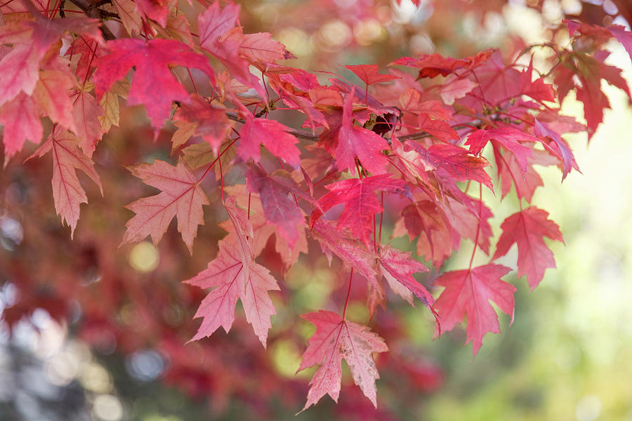Red Maple Leaves Photograph