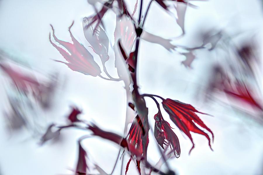 Red Maple Leaves Photograph by Jerry Sodorff