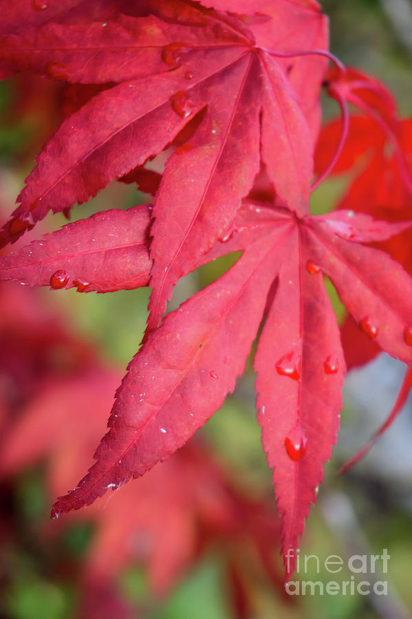 Red Maple Leaves Photograph by Jill Greenaway
