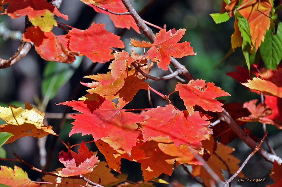 Red Maple Leaves Photograph by Kay Lovingood