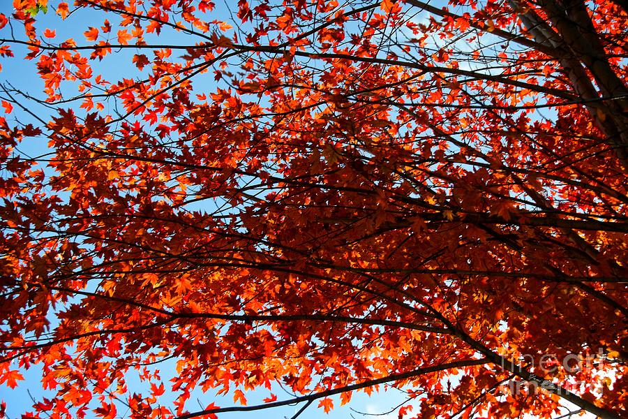 Red maple leaves Photograph by Yumi Johnson