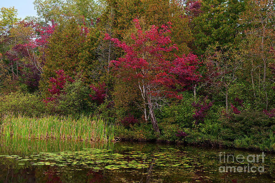 Red maple over lily pads Photograph by Les Palenik